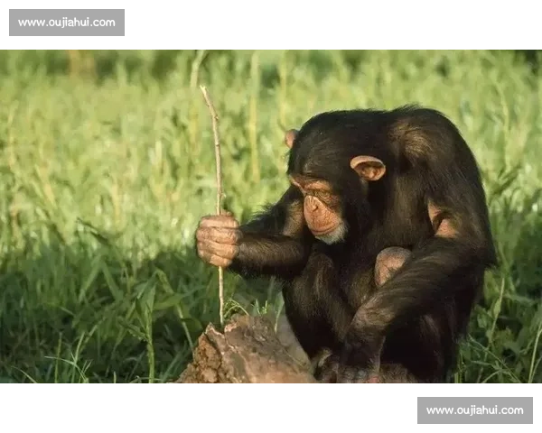 重锤砸拳定乾坤！奥马尔 - 西碾压巴西 大猩猩